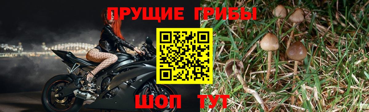 купить закладку  Вход с VPN  Отрадное  Псилоцибиновые грибы прущие грибы 